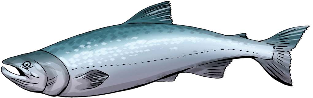 image of a big silver salmon